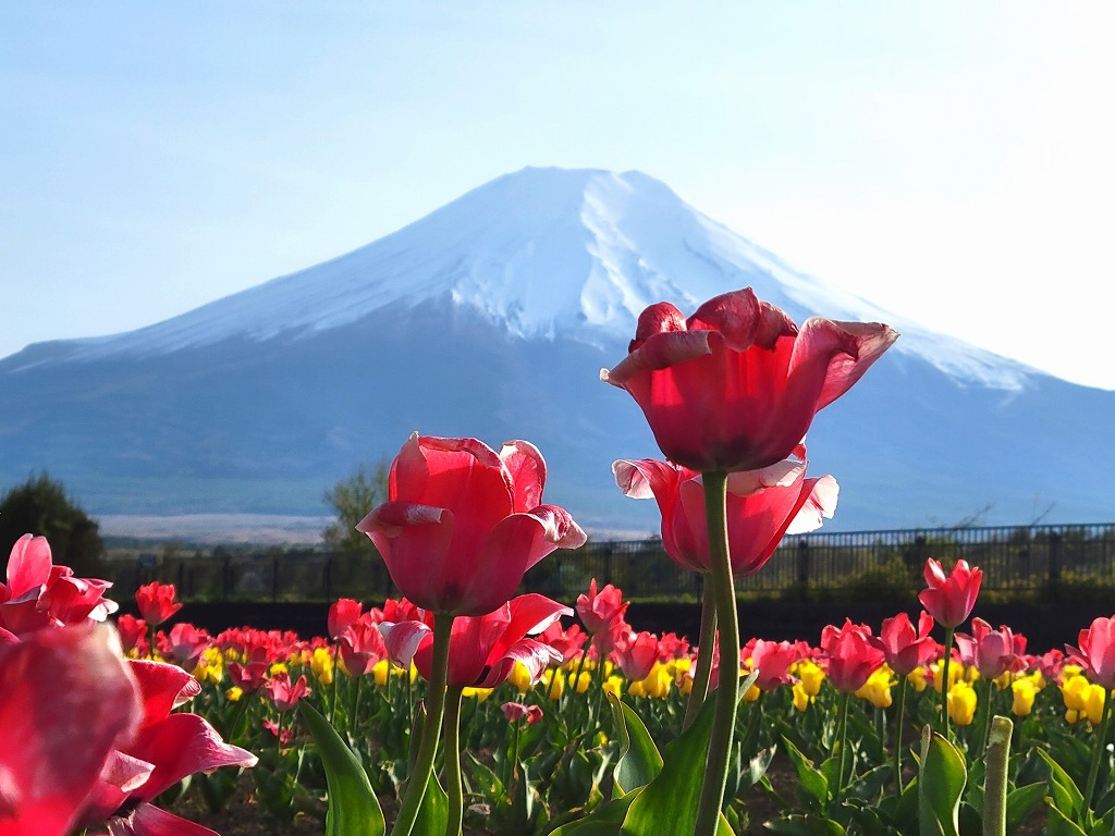 山梨県の富士五湖の1つ山中湖の花の都公園から見る富士山