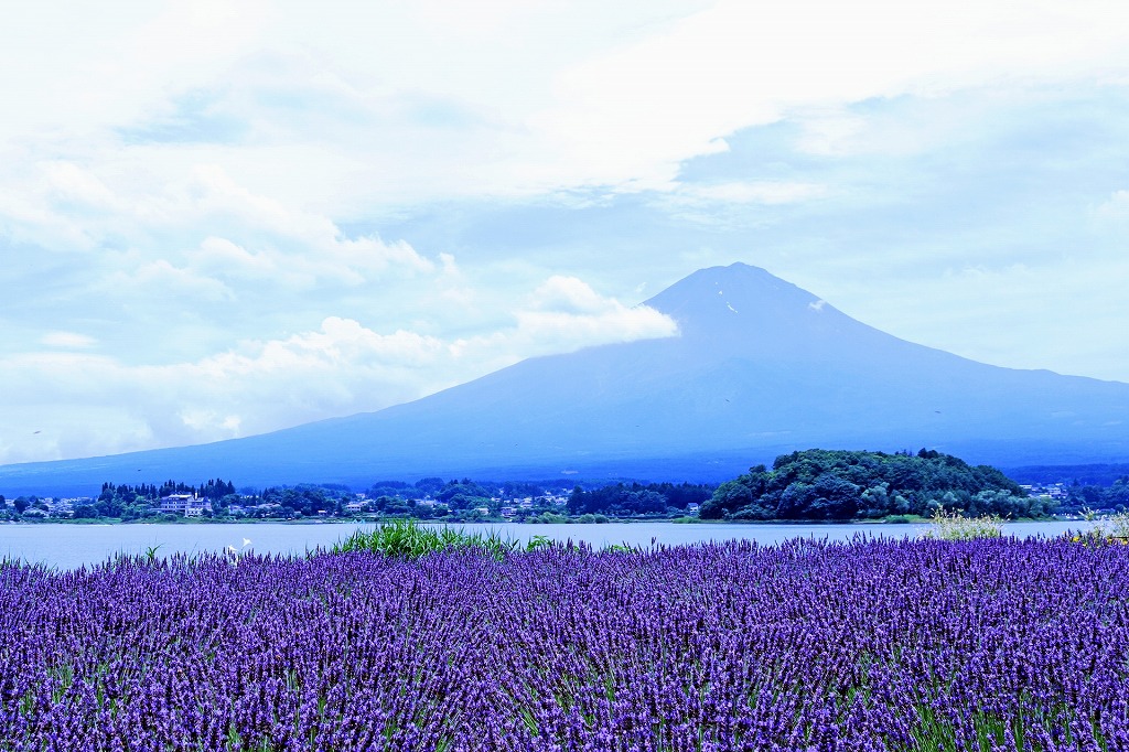 山梨県の富士五湖の1つ河口湖の大石公園から見る富士山